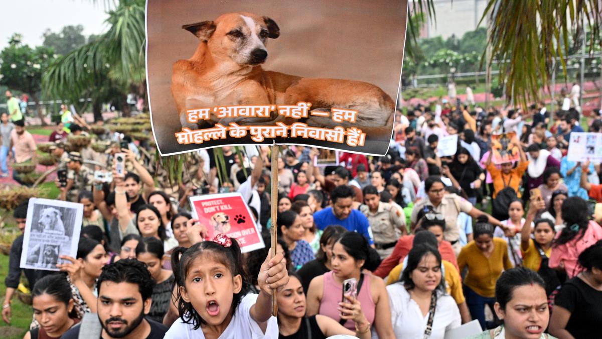 SC modifies earlier directive, allows release of stray dogs in original localities after vaccination 